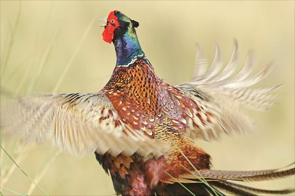 山鸡图片大全