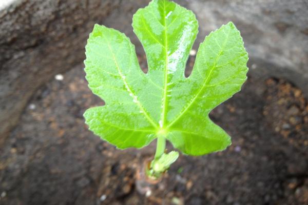 无花果叶的功效与作用及禁忌