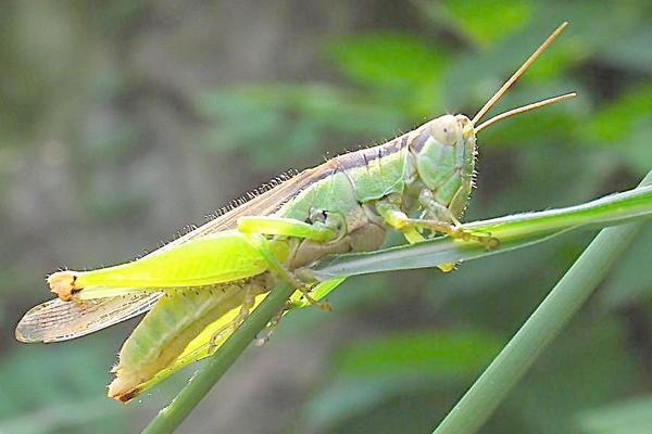 蝗虫图片大全