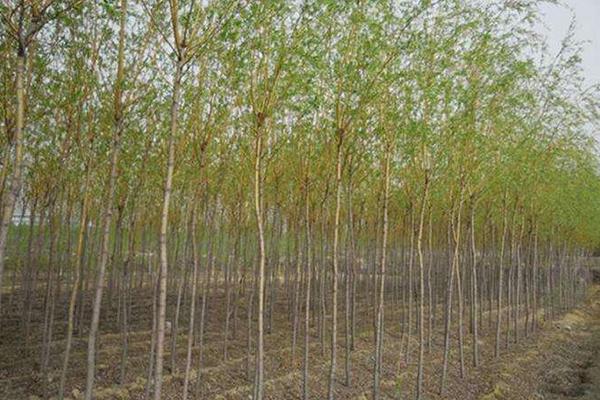 柳树苗市场价格多少钱一棵 柳树种植技术