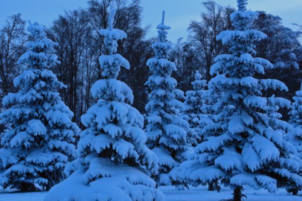 雪松小苗市场价格多少钱一棵（80公分） 雪松的主要价值