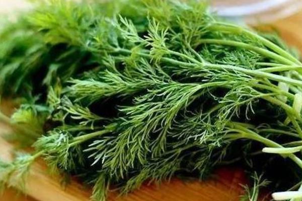 茴香菜的功效与作用及禁忌茴香菜营养价值