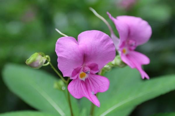 凤仙花种子市场价格多少钱一斤 凤仙花家庭养殖方法