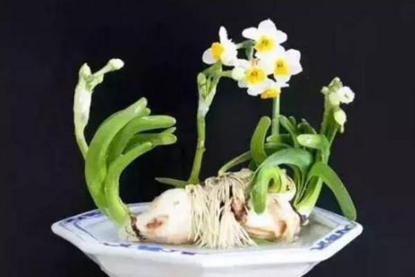 水仙花种子市场价格多少钱一斤 水仙花的养殖方法