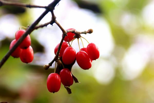 山茱萸图片大全 山茱萸简介 山茱萸有什么作用