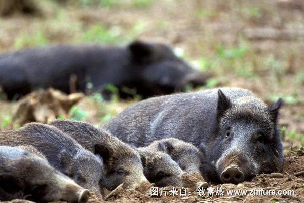 养野猪的成本和利润