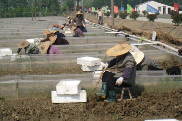 水蛭养殖池的建造图片