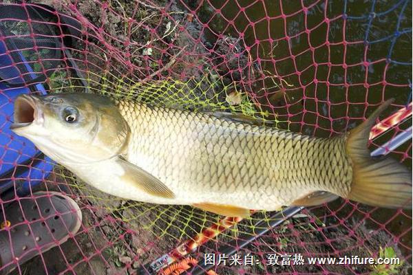 夏天钓草鱼的饵料配方