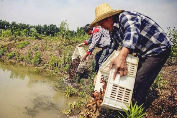 养小龙虾一亩成本及利润是多少