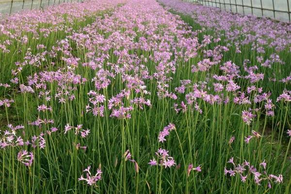 紫娇花种子市场价格多少钱一斤 紫娇花怎么繁殖