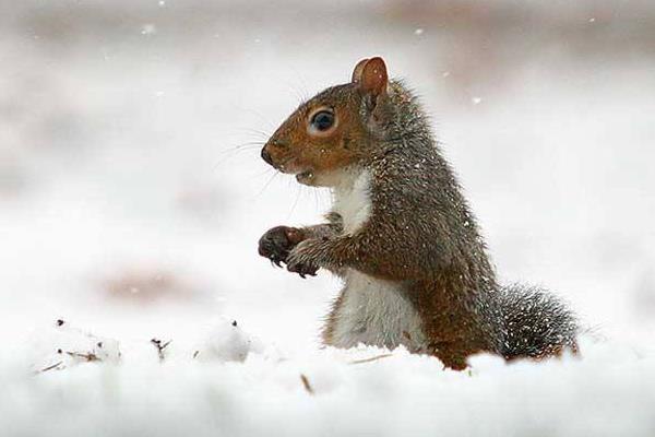 雪地松鼠市场价格多少钱一只 雪地松鼠为什么那么贵