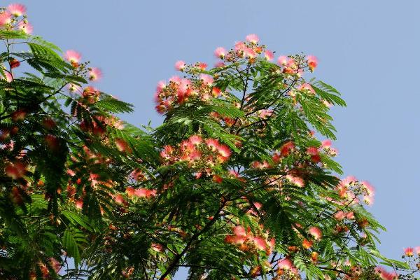 合欢花种子市场价格多少钱一斤 合欢花的种植技术