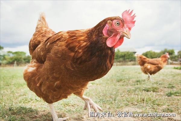 土鸡苗价格