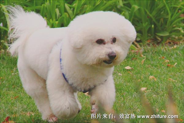 比熊犬多少钱一只？