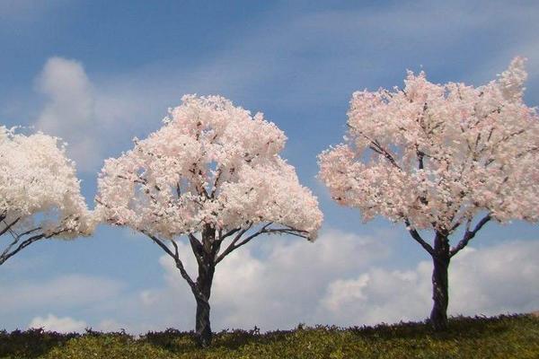 樱花树苗市场价格多少钱一棵 樱花树有哪些价值