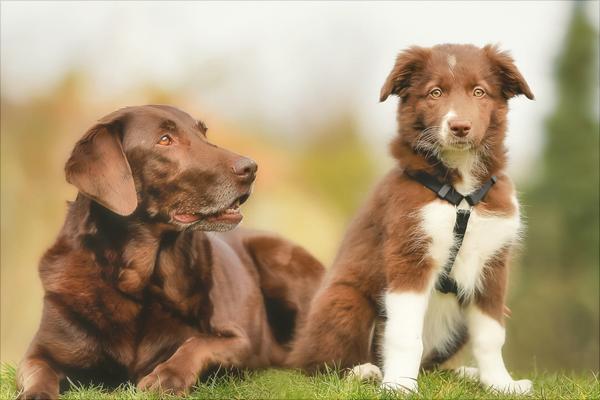 边境牧羊犬图片