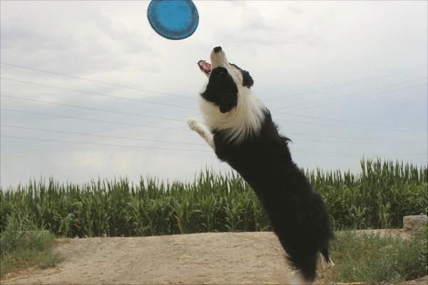 边境牧羊犬图片