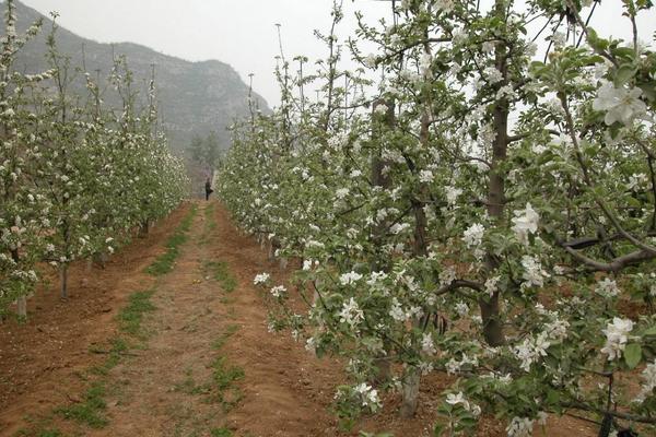 苹果树苗价格多少钱一棵