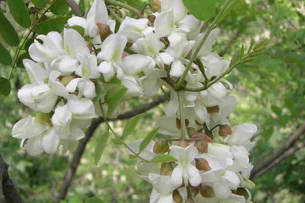 槐花图片大全 槐花花语及寓意