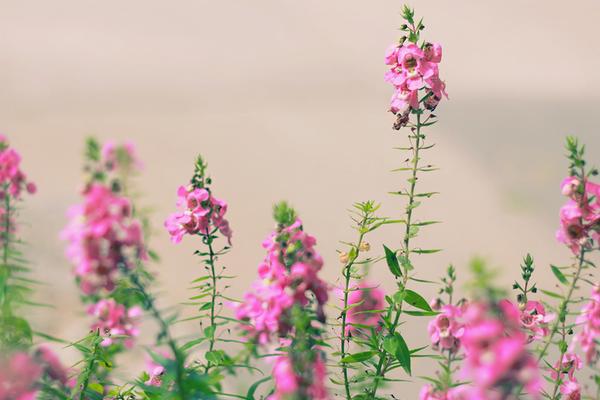 金鱼草图片大全 金鱼草花语