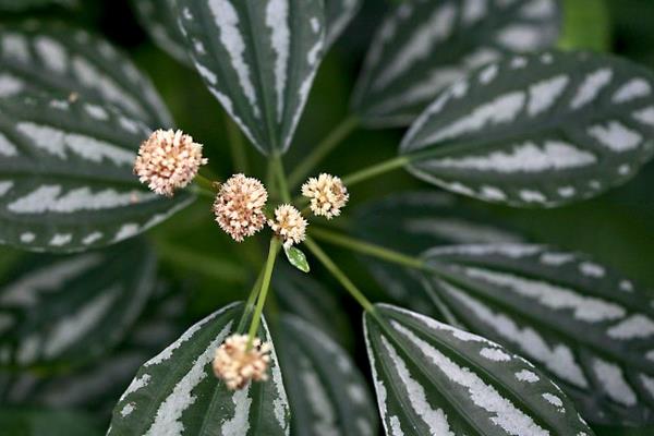 冷水花功效与作用及禁忌 冷水花的养殖方法