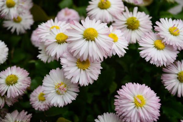 菊花图片大全 菊花花语及寓意 菊花有哪些种类