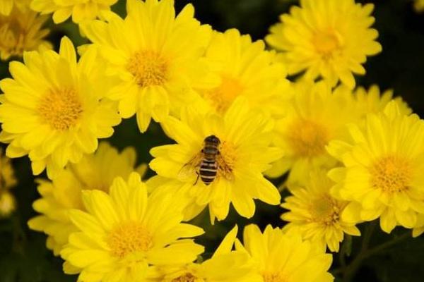 菊花图片大全 菊花花语及寓意 菊花有哪些种类