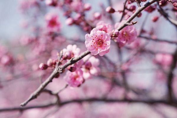 桃花图片大全 桃花花语及寓意 关于桃花的诗句有哪些