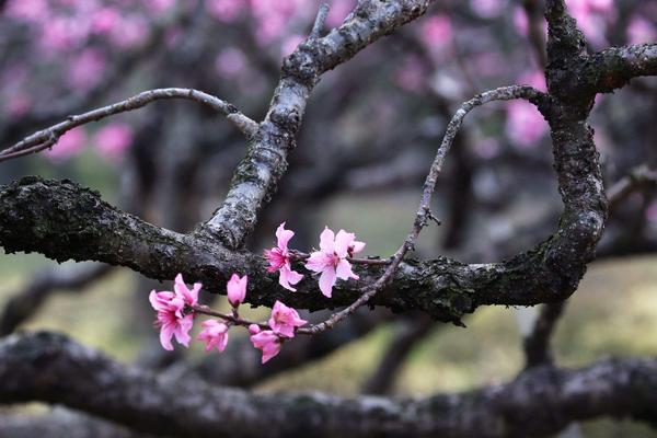 桃花图片大全 桃花花语及寓意 关于桃花的诗句有哪些