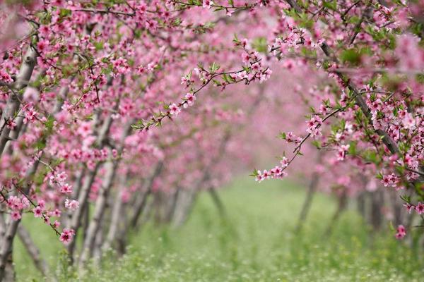 桃花图片大全 桃花花语及寓意 关于桃花的诗句有哪些