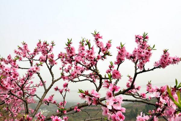 桃花图片大全 桃花花语及寓意 关于桃花的诗句有哪些