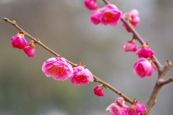 梅花品种大全 梅花象征什么意义