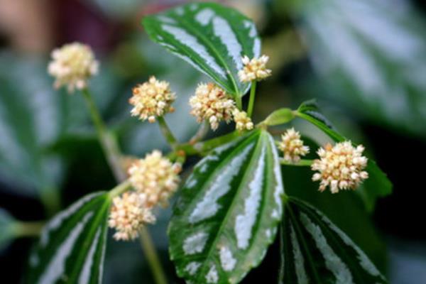 冷水花图片大全 冷水花的花语