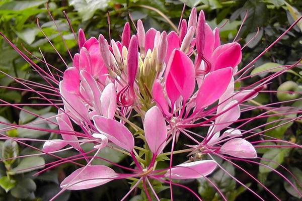 醉蝶花图片大全 醉蝶花花语及寓意