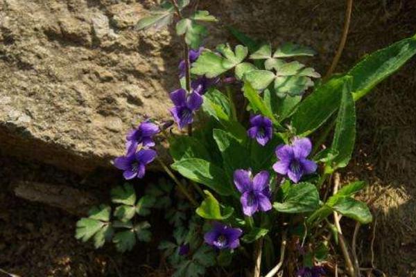 紫花地丁图片大全 紫花地丁的药用价值