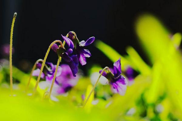 紫花地丁图片大全 紫花地丁的药用价值