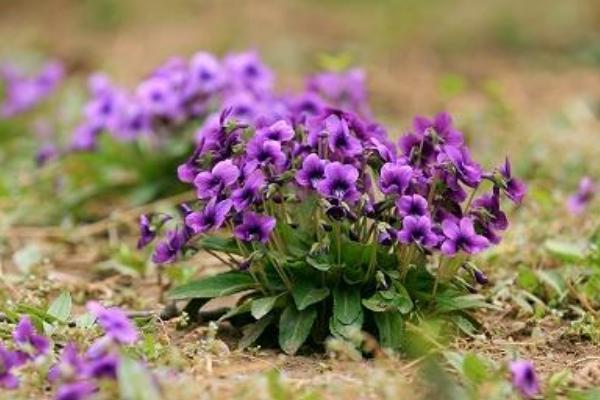 紫花地丁图片大全 紫花地丁的药用价值