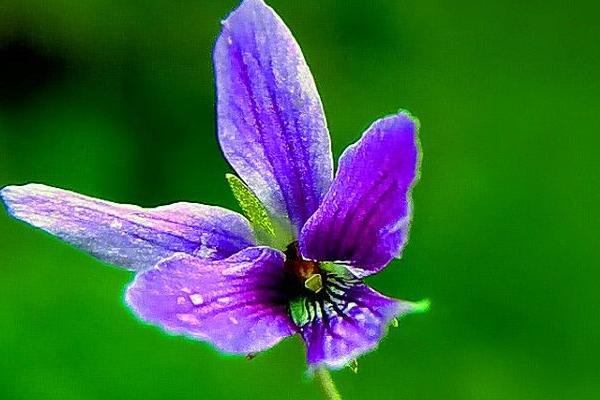 紫花地丁图片大全 紫花地丁的药用价值