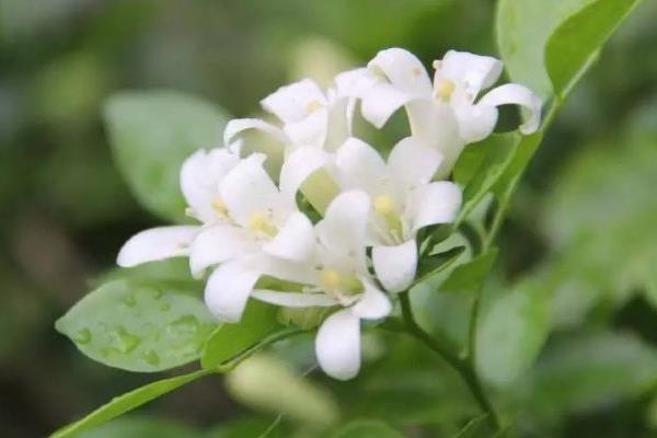 夜来香图片大全 夜来香花语及寓意