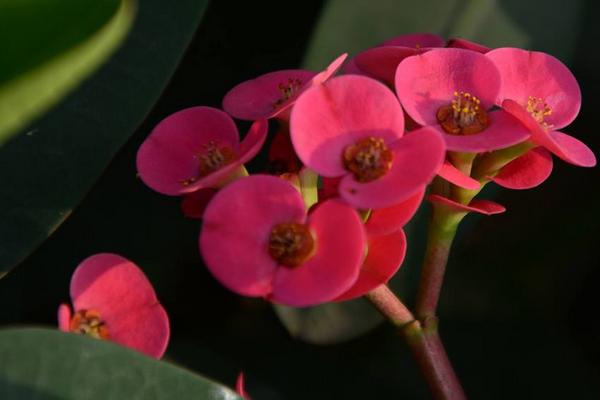 虎刺梅图片大全 虎刺梅花语及寓意 虎刺梅有哪些品种