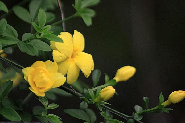 迎春花功效与作用及禁忌 迎春花药用价值