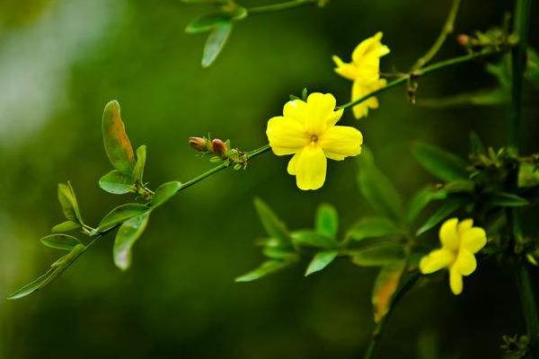 迎春花功效与作用及禁忌 迎春花药用价值