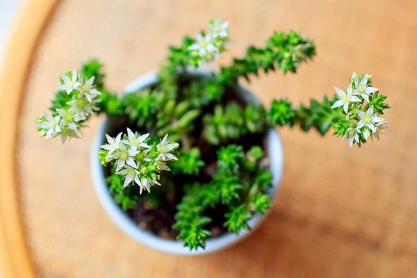 白花小松图片大全（老桩） 多肉白花小松特点与简介