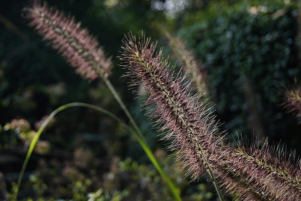 狼尾草图片大全 狼尾草长什么样