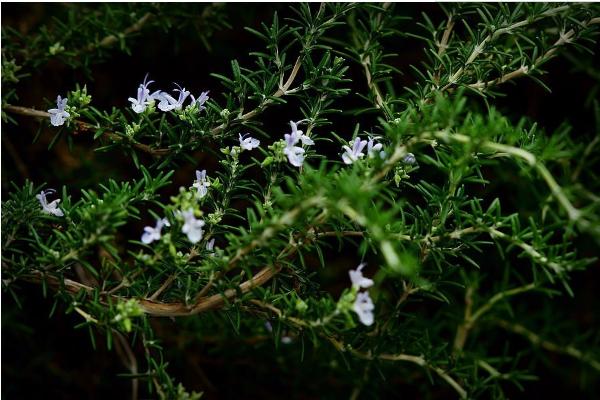 迷迭香图片大全 迷迭香花语 迷迭香是什么