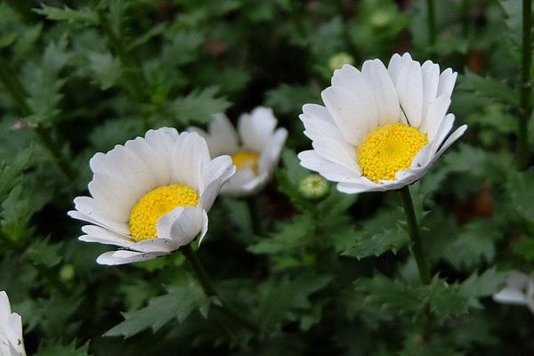 白晶菊图片大全 白晶菊花语