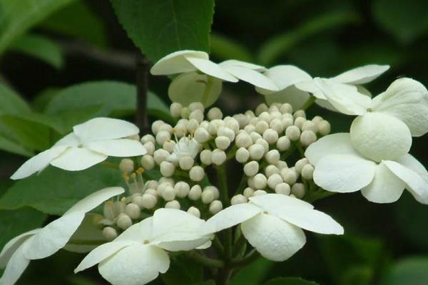 琼花图片大全 琼花的花语及寓意 关于琼花的诗句