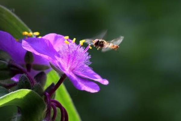 紫露草图片大全 紫露草花语及寓意