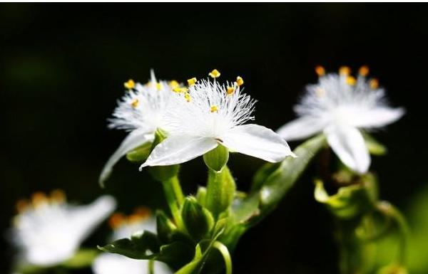 紫露草图片大全 紫露草花语及寓意