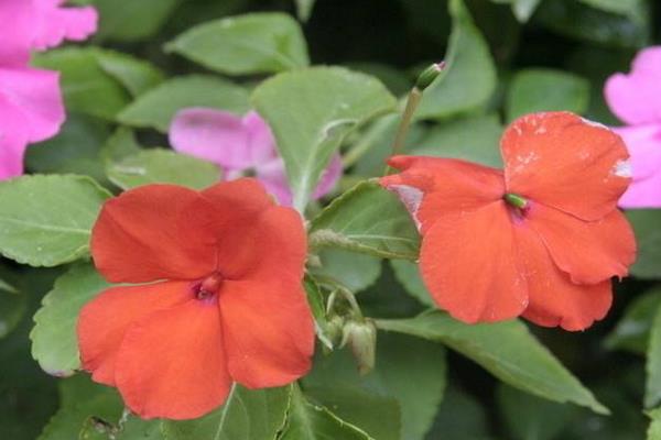 凤仙花图片大全 凤仙花花语 凤仙花特点